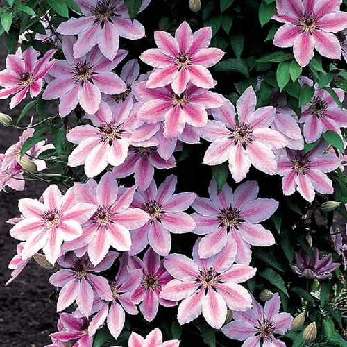 Clematis nelly moser - nelly, hardy